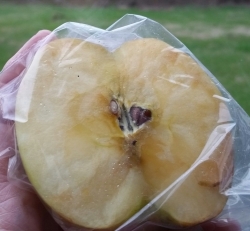 half apple twin seed shape heart pic (2)