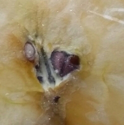 Heart Shape Twin Apple seeds (2)